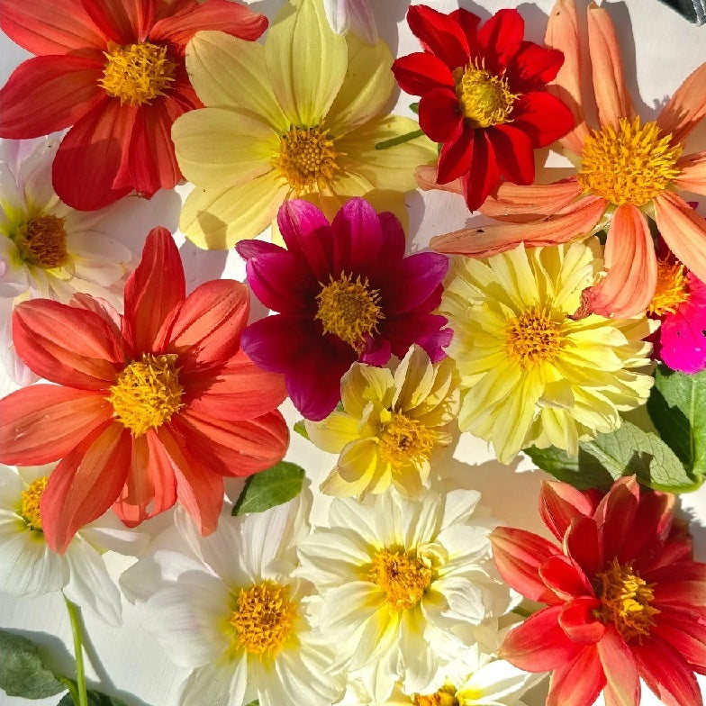 Transform your garden into a colorful paradise with Dahlia Flower Seeds. These versatile flowers are perfect for pots, borders, or as a stunning focal point. With both single and double blooming varieties, Dahlia will provide a vibrant display all summer long. Shop now and buy your certified organic and heirloom flower seeds and keep your garden thriving all year round