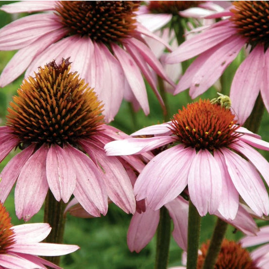 Echinacea has attractive large purple daisy flowers produced in late summer. Echinacea is frost tolerant and a hardy perennial that grows to 90cm. Shop now and buy your certified organic and heirloom flower, fruit, vegetable and herb seeds for your veggie garden online with YourVegePatch.