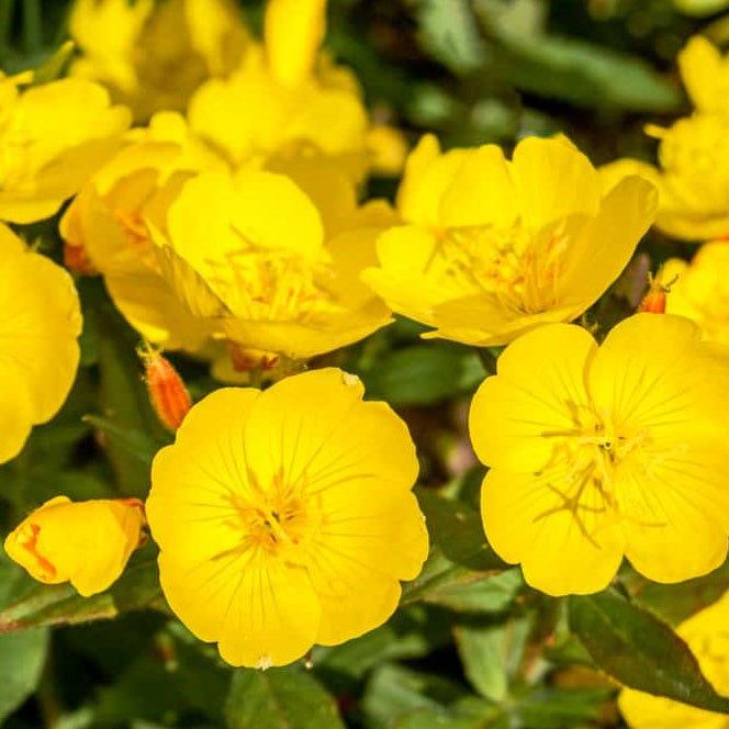 Evening Primrose has many health benefits and is completely edible.  Grow Certified Organic Evening Primrose Seeds today.