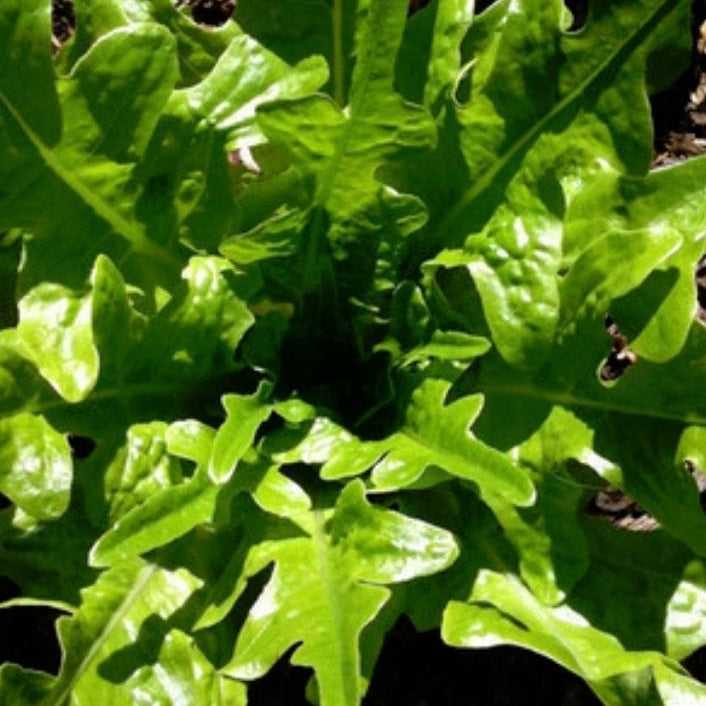 Lettuce Seeds - Everlasting - Certified Organic