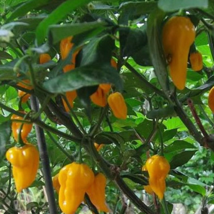 Fatalii is a popular annual growing chilli bush to 1m, producing tubular golden chillies to 6cm long. Heat Level: 10/10 Buy your certified organic and heirloom chilli and capsicum seeds and grow a range of chillies and capsicums in your veggie garden.