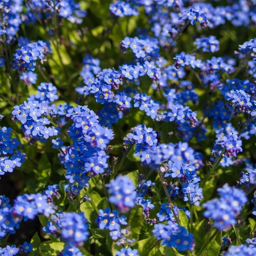 Forget Me Not Indigo Blue Flower Seeds. Forget Me Not is a biennial to 60cm producing a brilliant show of sky blue flowers in Spring.  Shop now and buy your certified organic and heirloom flower, fruit, vegetable and herb seeds for your veggie garden online with YourVegePatch.