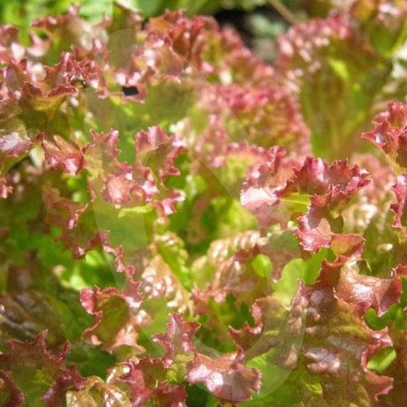 Certified Organic Frilly Pink Lettuce Seeds. Shop now and buy your certified organic and heirloom vegetable, herb and fruit seeds for your veggie patch.