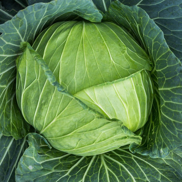 Certified Organic Golden Acre Cabbage Seeds. Shop now and buy your certified organic and heirloom vegetable, herb and fruit seeds online today and grow your own food.