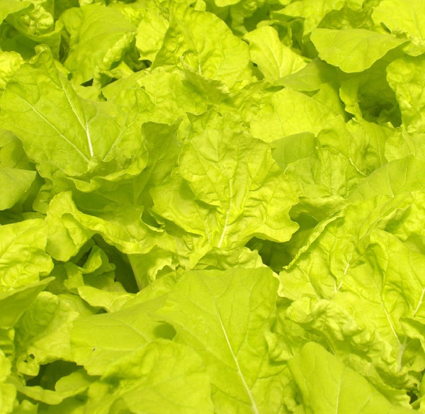 Lettuce Seeds Australian Yellow Certified Organic Seeds YourVegePatch