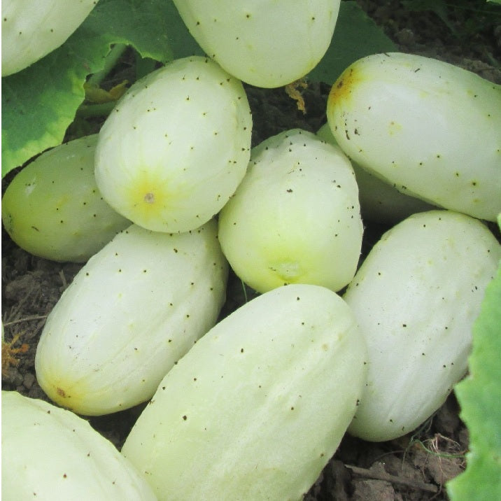 Cucumber Seeds - Long White - Certified Organic