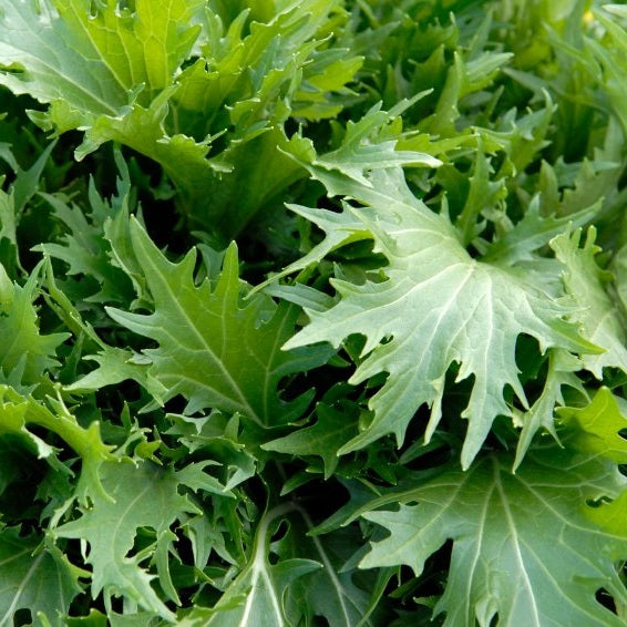 Mizuna - Japanese Cabbage - Certified Organic Seeds