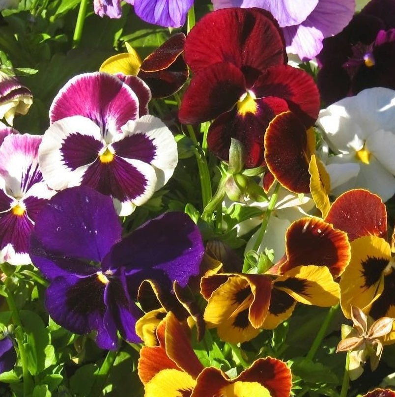 Pansy Swiss Giant Mix seeds is an excellent pansy mix of various colours, vibrant flowers to 6cm are blotched in the centres with darker colour and bloom over a long period. Shop now and buy your certified organic and heirloom flower, fruit, vegetable and herb seeds for your veggie garden online with YourVegePatch.