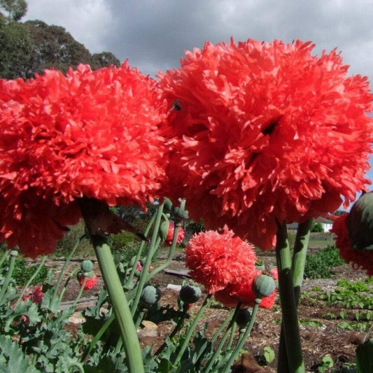 Poppy Flower Seeds - Peony Double - Certified Organic