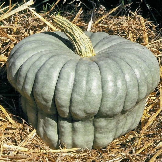 Certified Organic Queensland Blue Pumpkin Seeds. Shop now and buy your certified organic and heirloom vegetable, fruit , herb and flower seeds online grow your own fresh veggies.