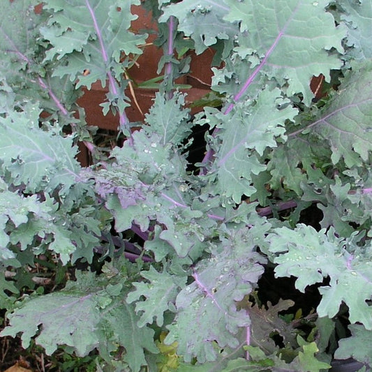 Red Russian Kale Vegetable Seeds. Shop now and buy your certified organic and heirloom vegetable, herb, fruit and flower seeds online today with YourVegePatch and get your veggie garden growing.