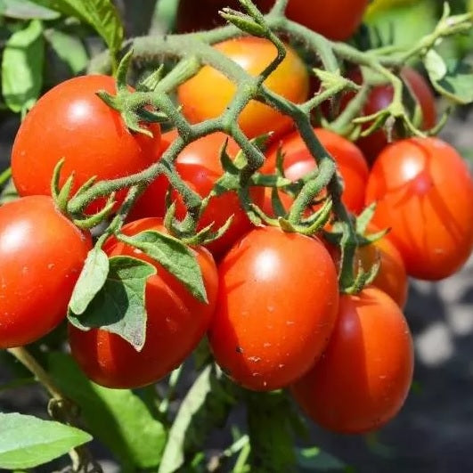 Certified Organic and non treated heirloom tomato seeds.  Shop online now and buy your certified organic tomato seeds and grow tomatoes in your veggie garden.