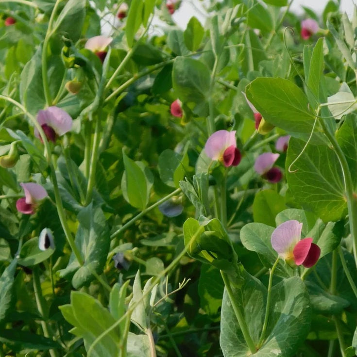 Snowpea Seeds - Yakumo