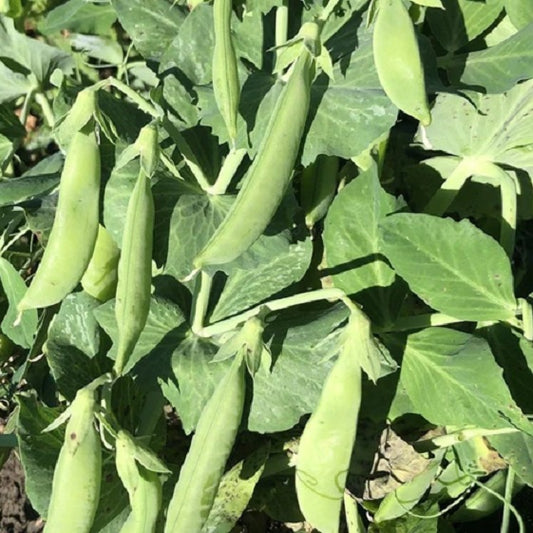 Sugar Snap Bon Bush Pea.  Shop now and buy your organic and heirloom vegetable seeds online at YourVegePatch.