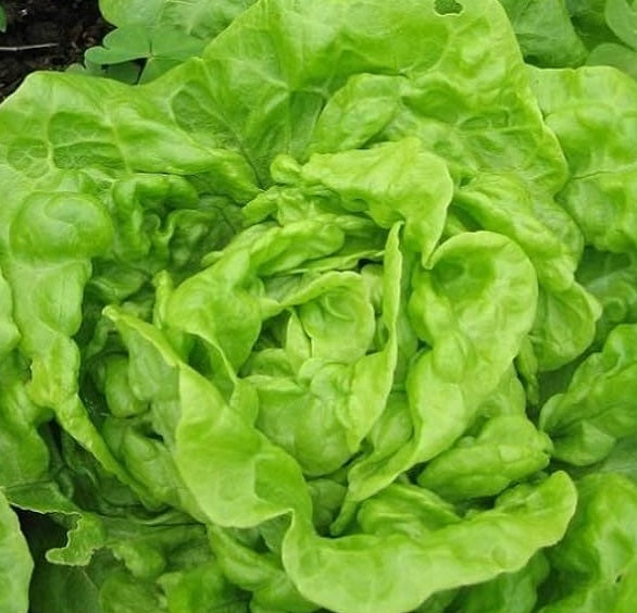 Certified Organic Summer Queen Lettuce Seeds. Shop now and buy your certified organic and heirloom veggie seeds online today at YourVegePatch.