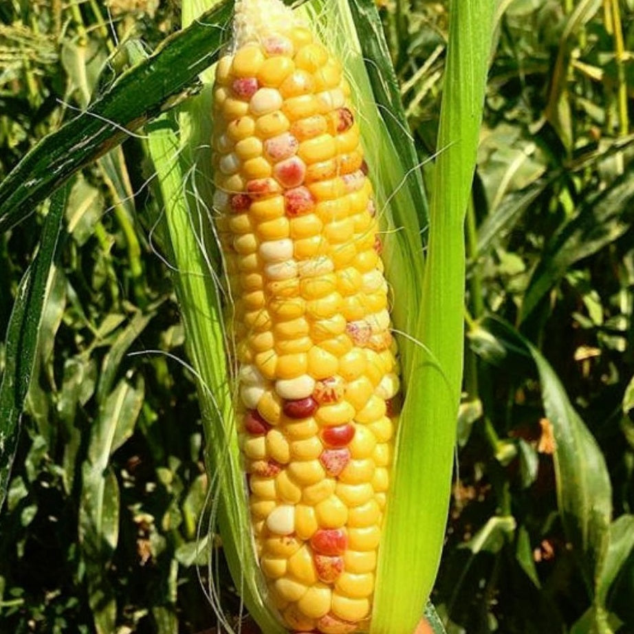 Certified Organic Anasazi Corn Seeds. Shop now and buy your certified organic and heirloom vegetable, herb, fruit and flower seeds for your veggie garden.