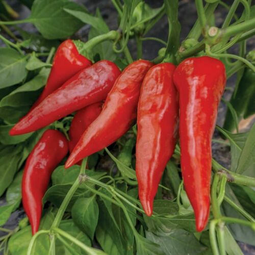 Certified Organic Paprika Chilli Seeds. Shop now and buy your certified organic and heirloom vegetable herb fruit and flower seeds at YourVegePatch.