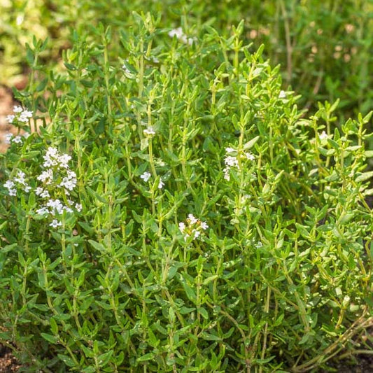 Thyme Common - Herb Seeds - Certified Organic