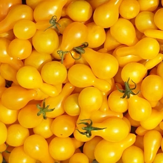 Certified Organic Yellow Pear Tomato Seeds. Yellow Pear Tomato flourishes as a spreading plant or when planted in rows. Boasting sizable yields of small, pear-shaped fruits up to 3cm in length. Your Vege Patch has a range of certified organic and heirloom vegetable seeds for your garden...Shop Now!!