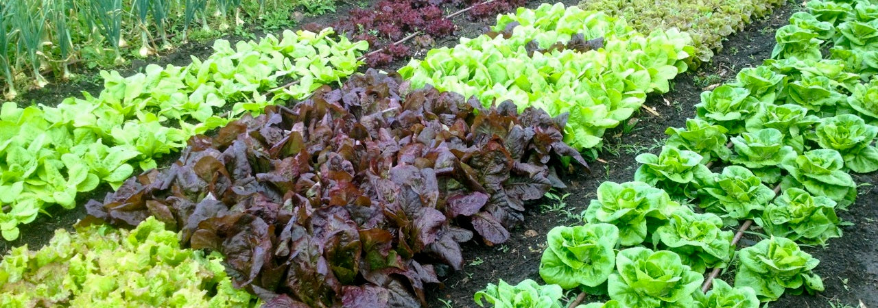 Your Vege Patch grows a range of certified organic and heirloom vegetables herbs and fruits.