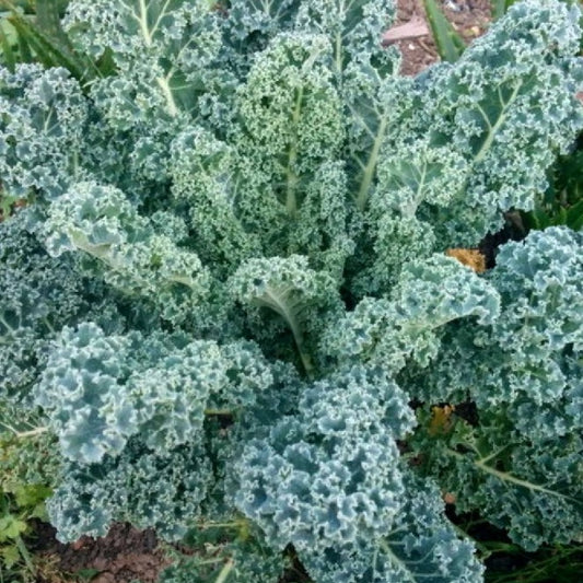 Kale Seeds - Scotch Blue Curled