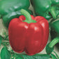 Certified Organic California Wonder Capsicum Chill Seeds