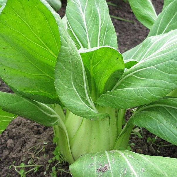 Certified Organic Pak Choy Chinese Vegetable Seed. Shop now and buy your heirloom and organic seeds in in Australia online today at YourVegePatch.