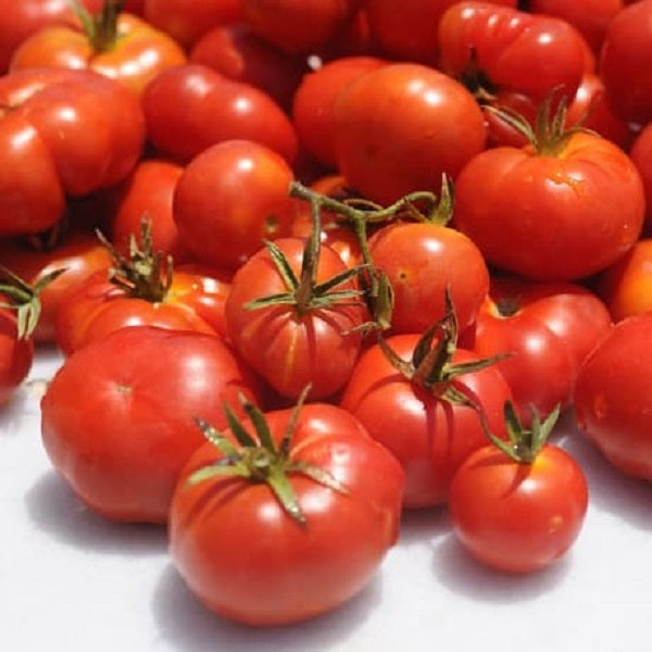 Tomato Seeds - Santorini - Certified Organic