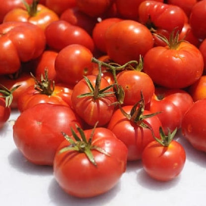 Tomato Seeds - Santorini - Certified Organic