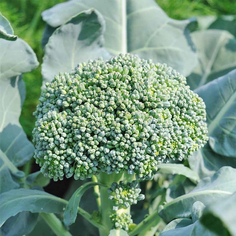 Broccoli Seed Packet - Albert - Certified Organic Seeds – YourVegePatch