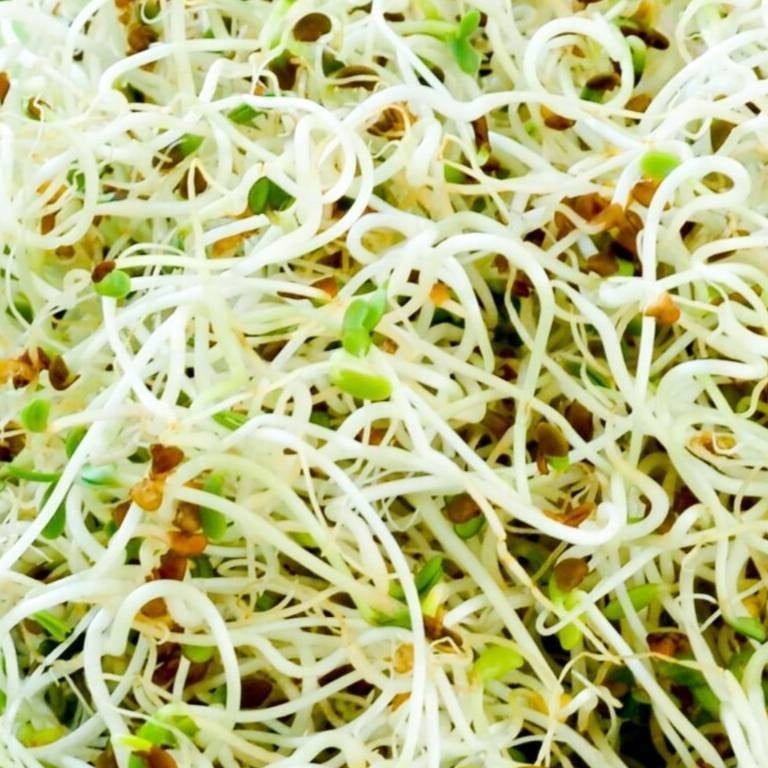 Alfalfa Seeds - Micro Greens