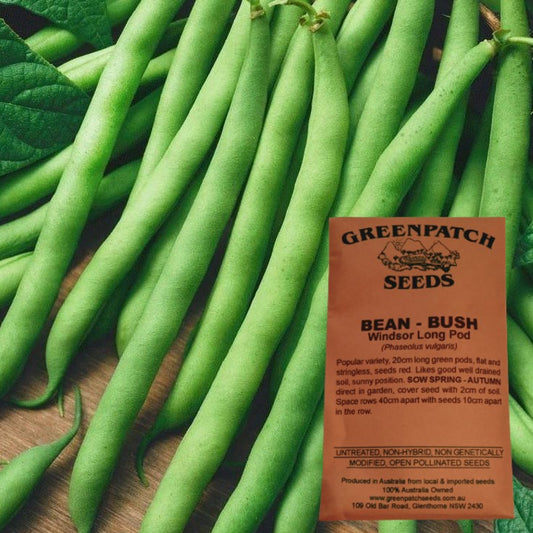 Bush Bean Windsor Long Pod Heirloom Veggie Seeds. Shop certified organic and heirloom veggie, herb and fruit seeds.