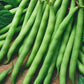 Bush Bean Windsor Long Pod Heirloom Veggie Seeds. Shop certified organic and heirloom veggie, herb and fruit seeds.