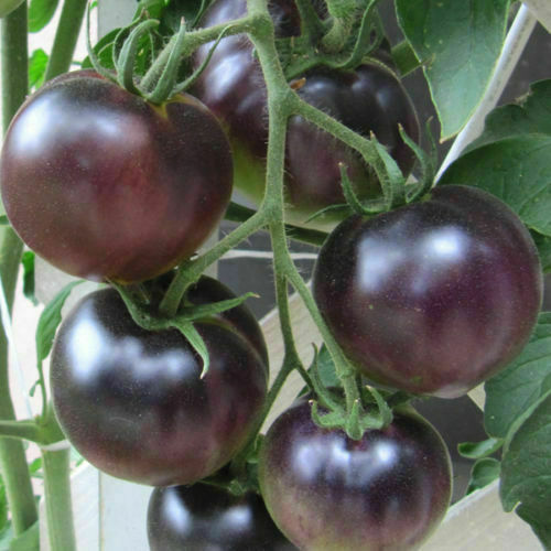 Heirloom Tomato Seeds - Black Russian - Certified Organic