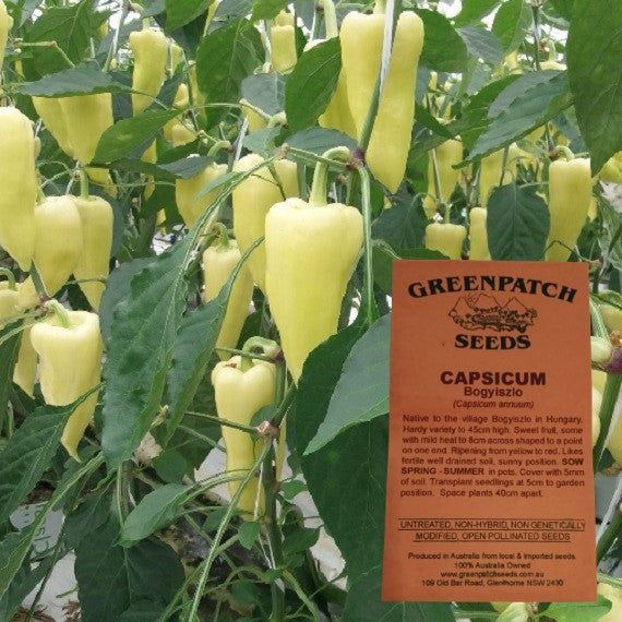 Capsicum Bogyizloi Heirloom Chilli seeds.  Shop certified organic and heirloom veggie, herb and fruit seeds now.