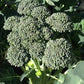 Certified Organic Calibrese Broccoli Seeds for your veggie garden. Shop heirloom and certified organic seeds for your vegetable garden for healthy eating.