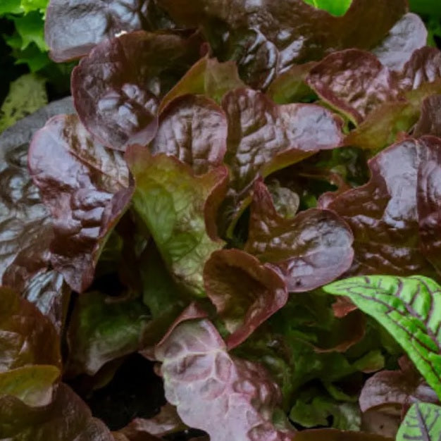 Certified Organic Brown Romaine Lettuce Seeds. Shop now and buy your certified organic and heirloom vegetable seeds online today and get your veggie garden growing.