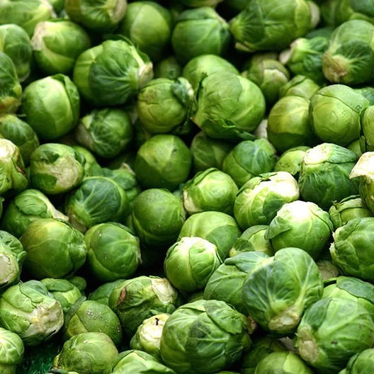 Heirloom variety Brussel Sprout Seeds for your veggie garden.  Shop heirloom and certified organic seeds today.