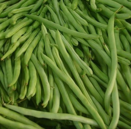 Heirloom Bush Bean Vegetable Seeds