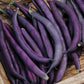 Bush Bean Seeds - Royal Burgundy