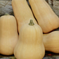 Pumpkin Seeds - Waltham Butternut - Certified Organic