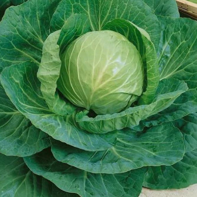Cabbage Green Express Certified Organic Seeds YourVegePatch