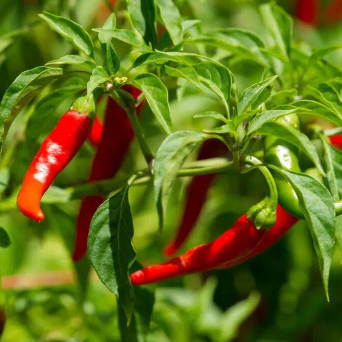 Chilli Seeds - Cayenne Pepper - Certified Organic