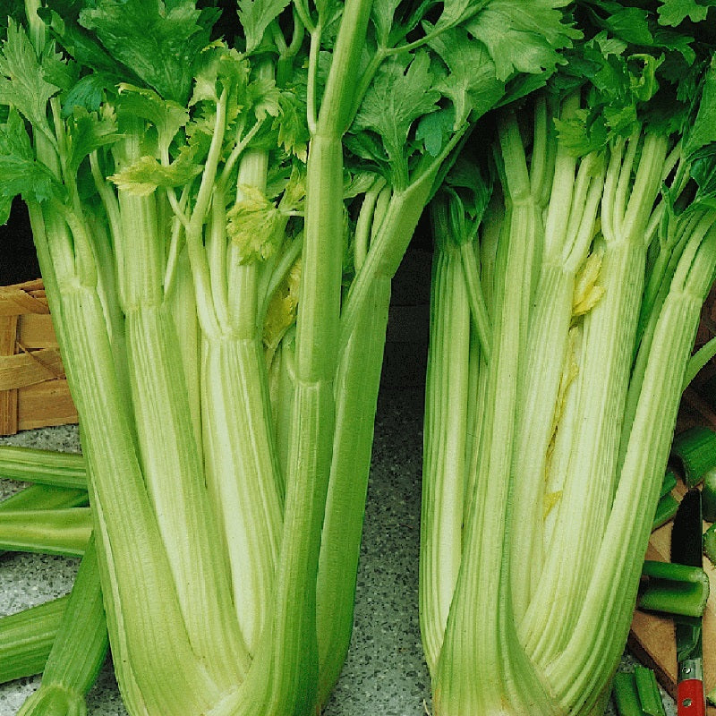 Certified Organic Celery Tall Utah Seeds.  Shop now and buy your certified organic seeds online in Australia today with YourVegePatch.