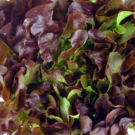 Certified Organic Rec Oak Leaf Lettuce Seeds.  Shop now and buy your certified organic and heirloom vegetable seeds today.