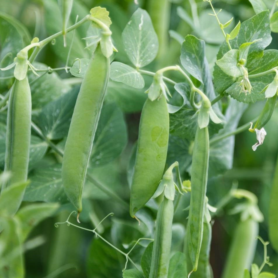 Certified Organic Sugar Snap Pea Seed Packet.  Shop now and buy your certified organic veggie seeds online today..