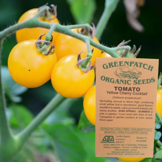 certified organic yellow cherry cocktail tomato seeds. Buy your certified organic and heirlloom tomato seeds online today.