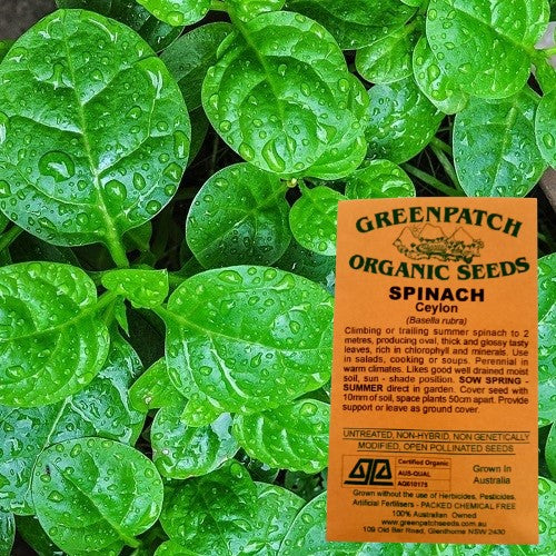 Certified Organic Ceylon Spinach Vegetable Seeds. Buy your certified organic and heirloom vegetable and herb seeds online today