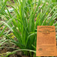 Certified Organic Garlic Chives Herb Seeds