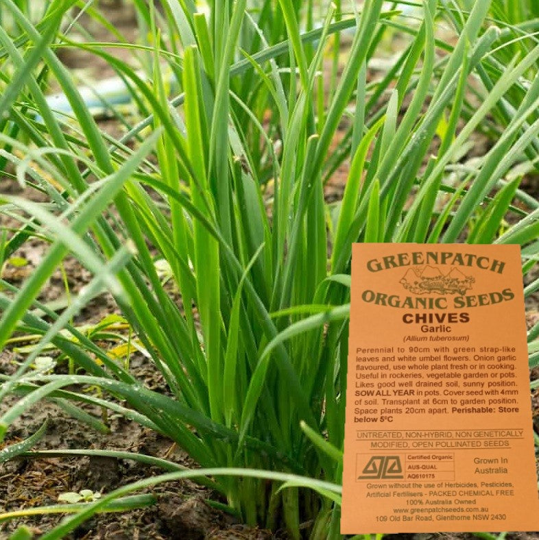 Certified Organic Garlic Chives Herb Seeds